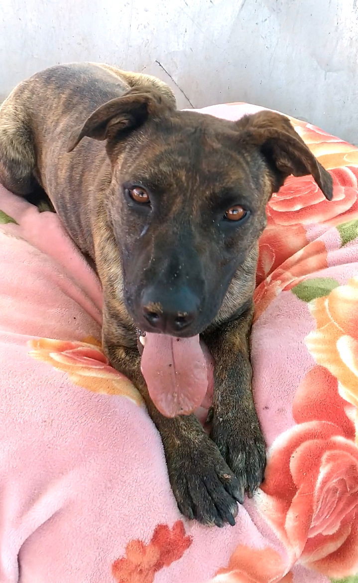 Bonnie- **, an adoptable Mastiff in Apple Valley, CA, 92307 | Photo Image 2