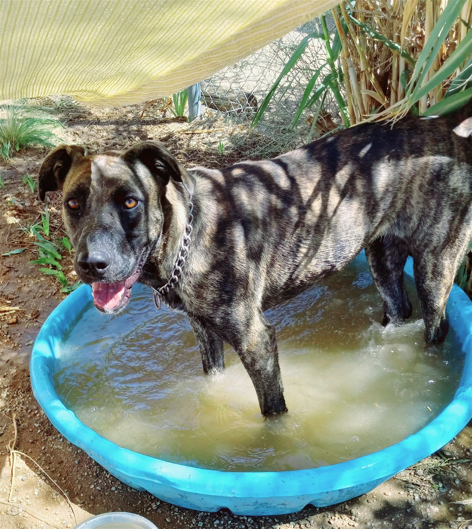 Bonnie-, an adoptable Mastiff in Apple Valley, CA, 92307 | Photo Image 3