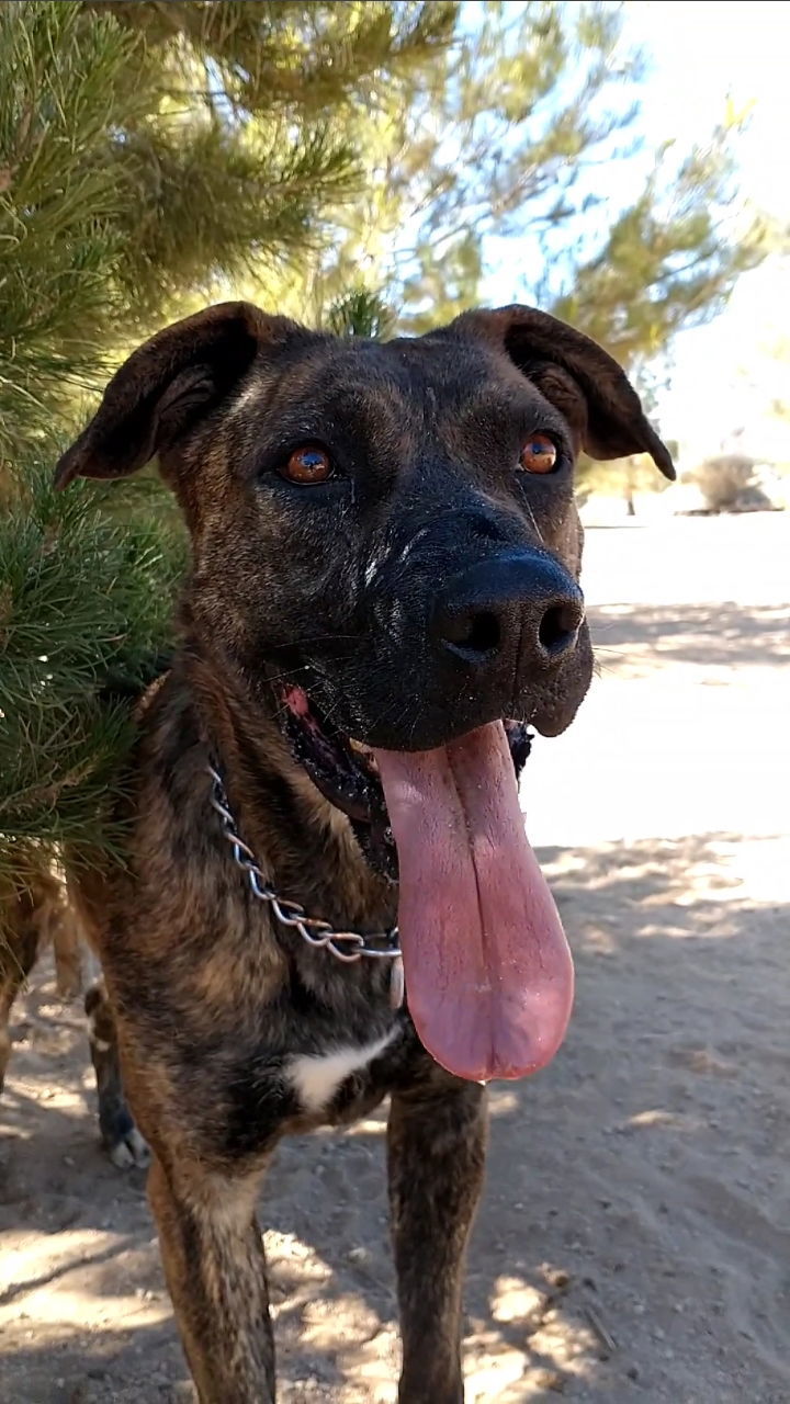 Bonnie- **, an adoptable Mastiff in Apple Valley, CA, 92307 | Photo Image 3