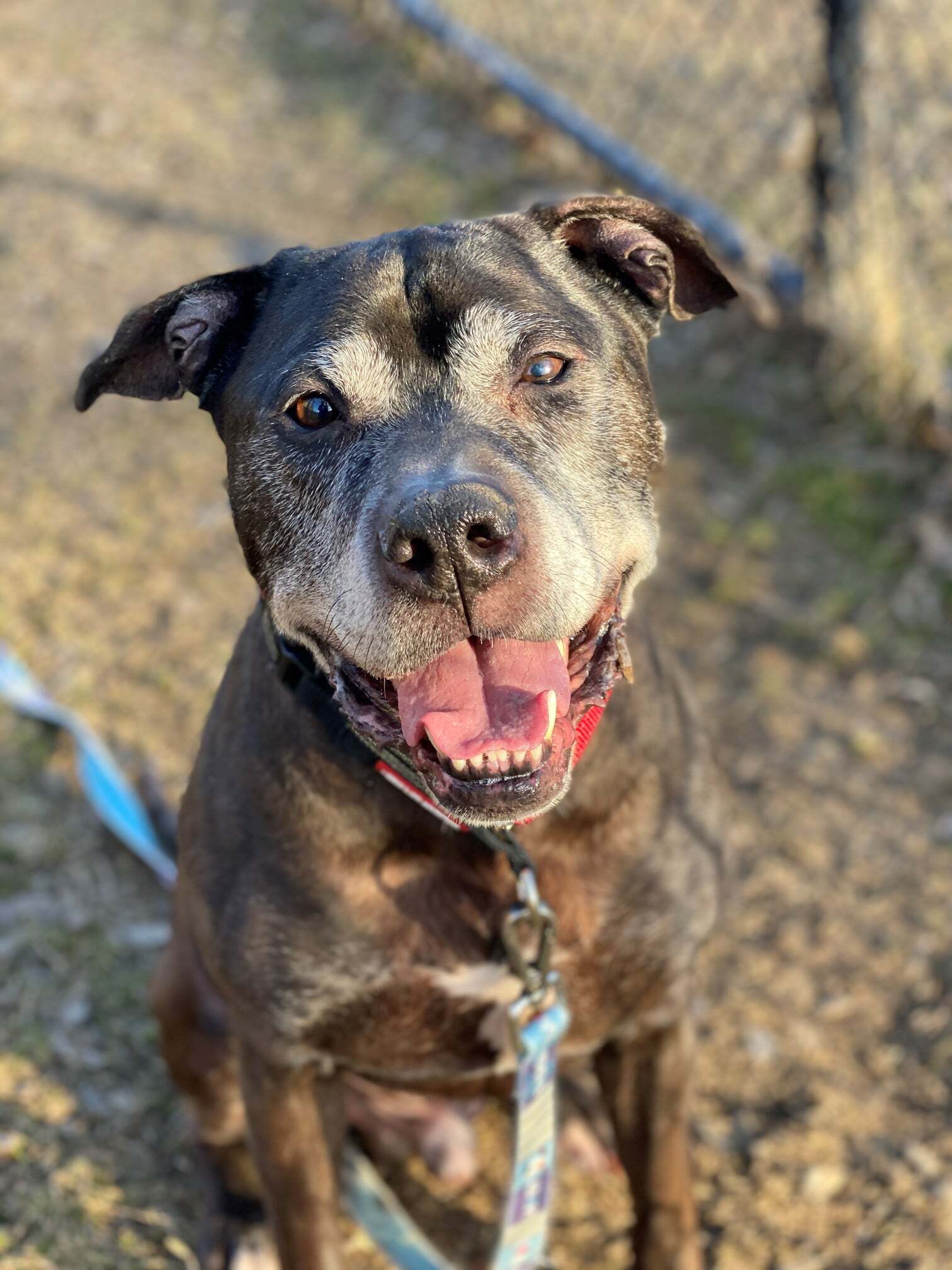 Nino, an adoptable Pit Bull Terrier, Labrador Retriever in Buffalo, NY, 14223 | Photo Image 2