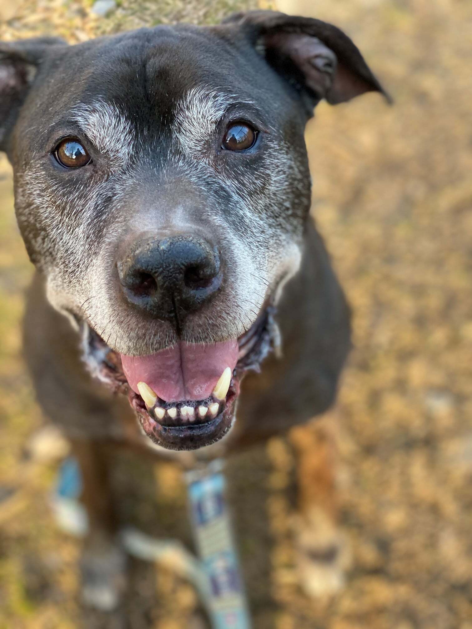 Nino, an adoptable Pit Bull Terrier, Labrador Retriever in Buffalo, NY, 14223 | Photo Image 1