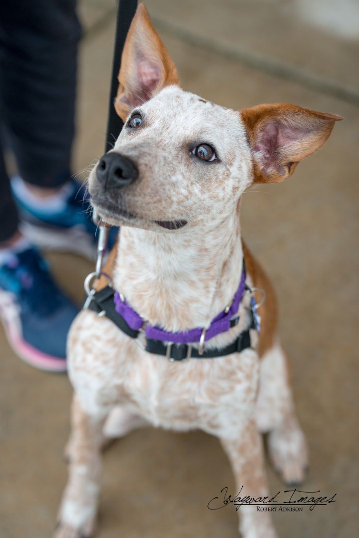 Kiwi, an adoptable Australian Cattle Dog / Blue Heeler Mix in Springfield, MO_image-6