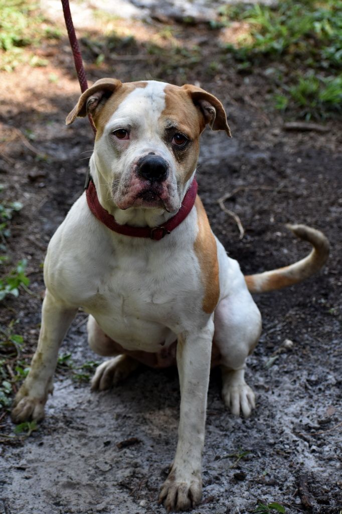 Snoopy, an adoptable American Bulldog in Indiantown, FL, 34956 | Photo Image 2