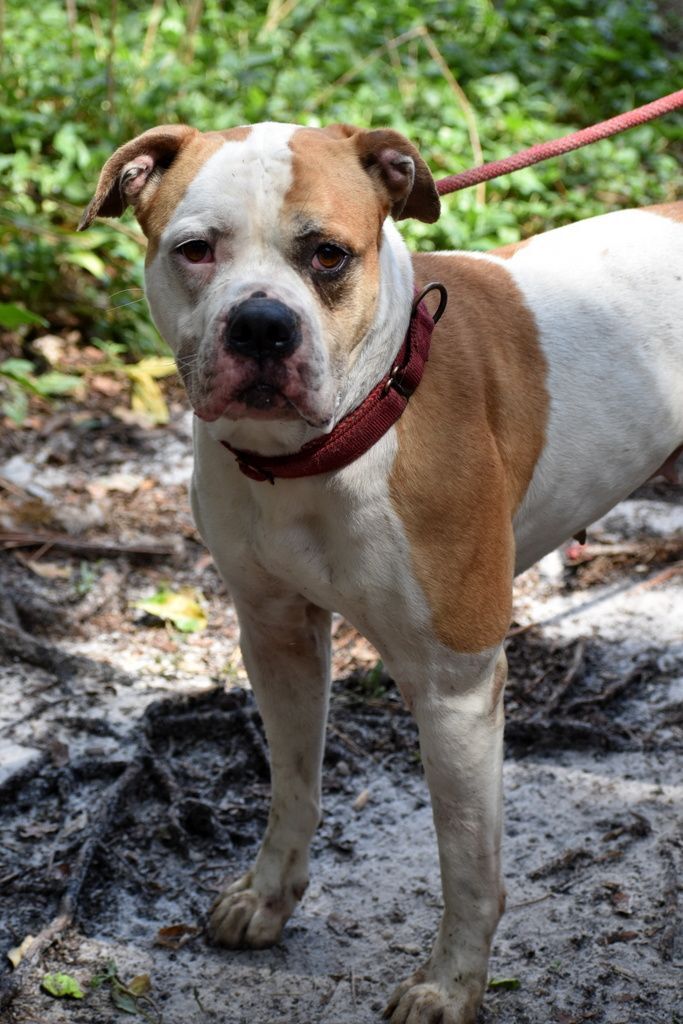 Snoopy, an adoptable American Bulldog in Indiantown, FL, 34956 | Photo Image 3