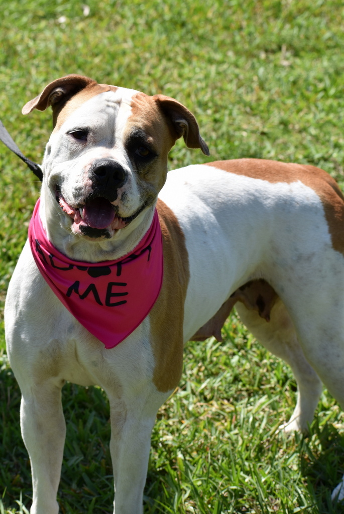 Snoopy, an adoptable American Bulldog in Indiantown, FL, 34956 | Photo Image 4