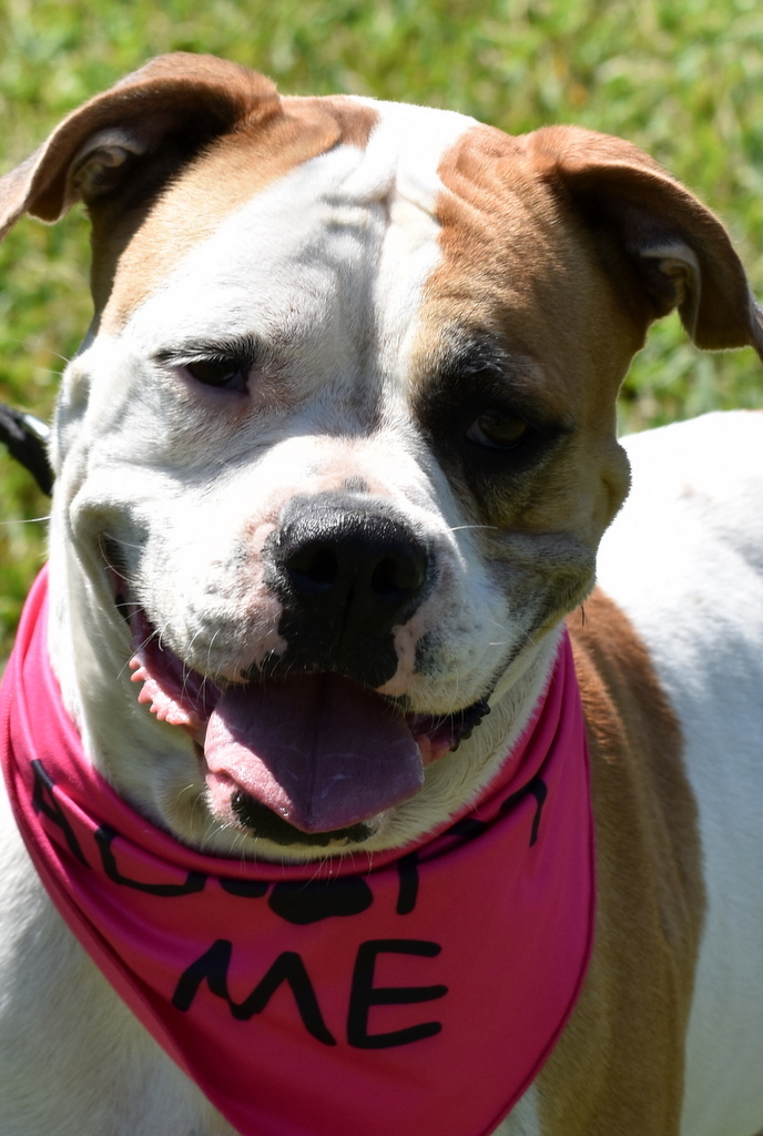 Snoopy, an adoptable American Bulldog in Indiantown, FL, 34956 | Photo Image 5