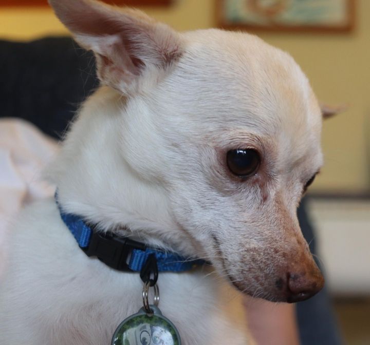 Willie, an adoptable Chihuahua Mix in Scottsdale, AZ_image-6
