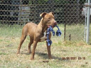 33+ Craigslist Animals For Sale In Walterboro PNG