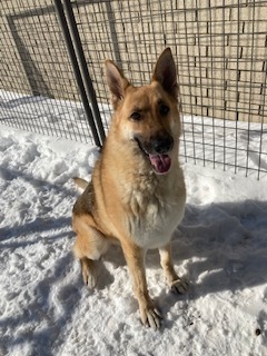 Stella, an adoptable German Shepherd Dog in Springdale, AR, 72762 | Photo Image 3