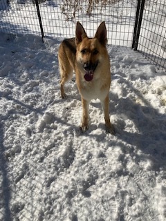 Stella, an adoptable German Shepherd Dog in Springdale, AR, 72762 | Photo Image 4