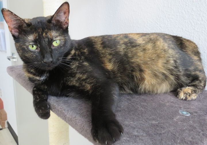 Olive 2, an adoptable Domestic Short Hair in Jamestown, CA_image-1