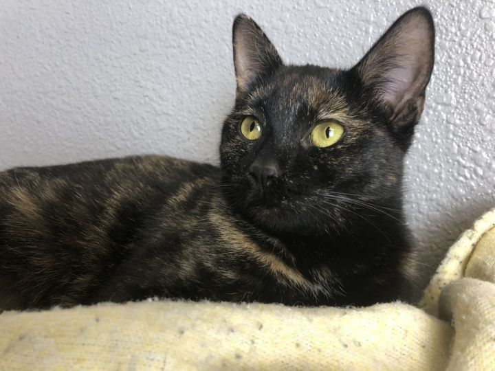 Olive 2, an adoptable Domestic Short Hair in Jamestown, CA_image-3