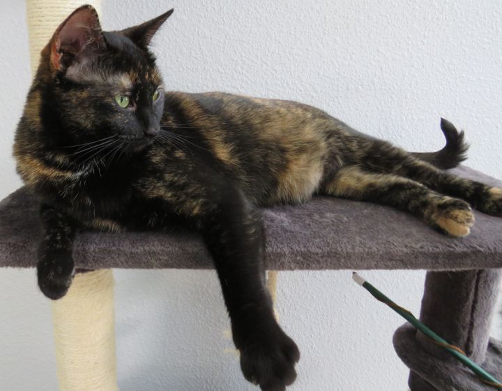 Olive 2, an adoptable Domestic Short Hair in Jamestown, CA_image-6
