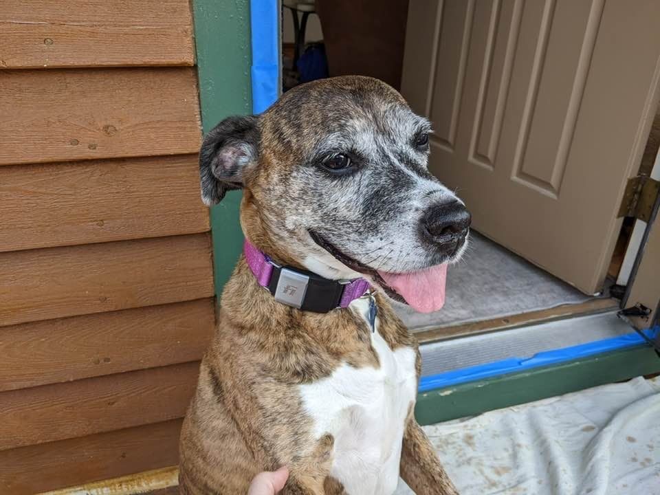 ROSIE, an adoptable Boxer in Birmingham, MI, 48012 | Photo Image 3