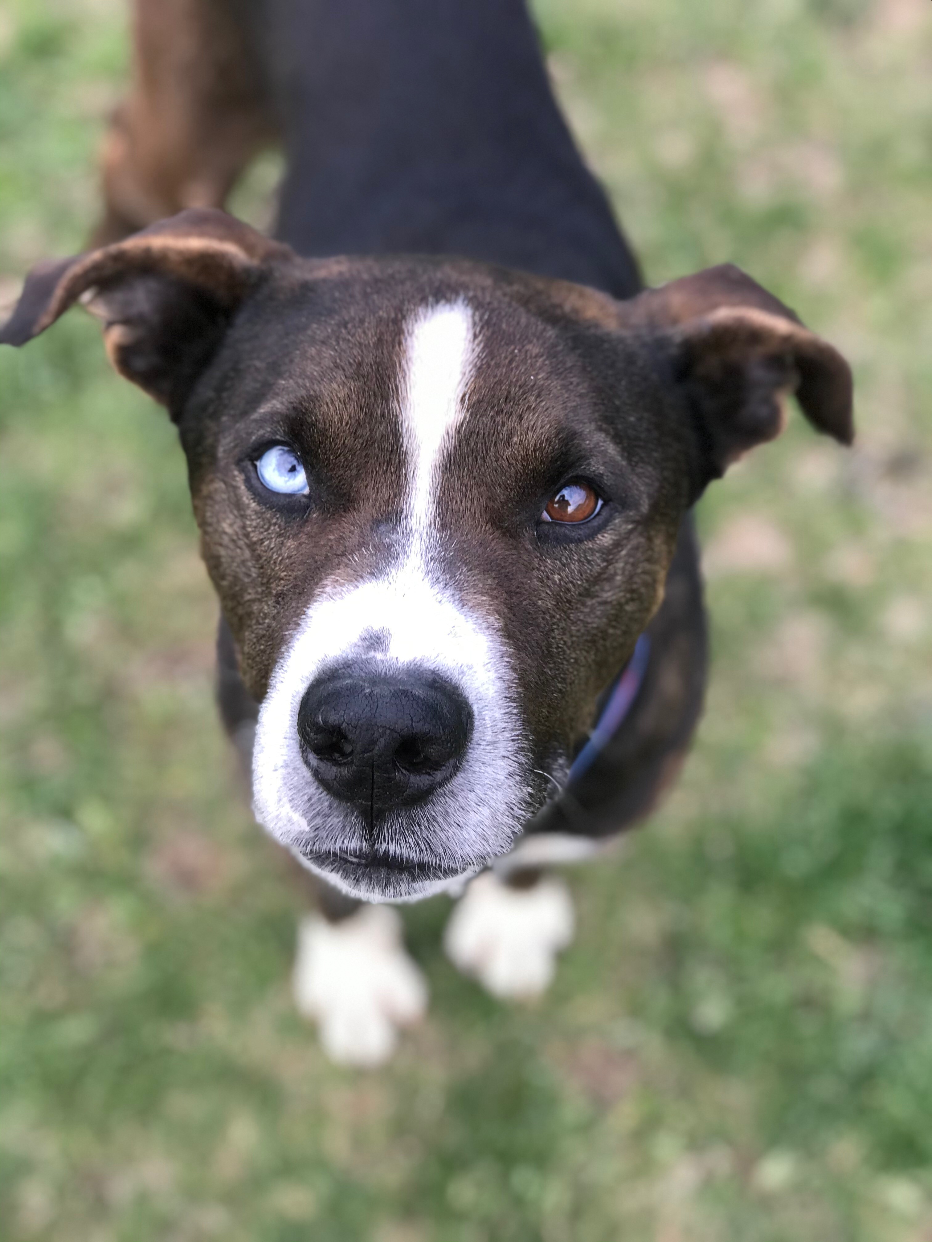 Hamilton, an adoptable Retriever in Belmont, NY, 14813 | Photo Image 2