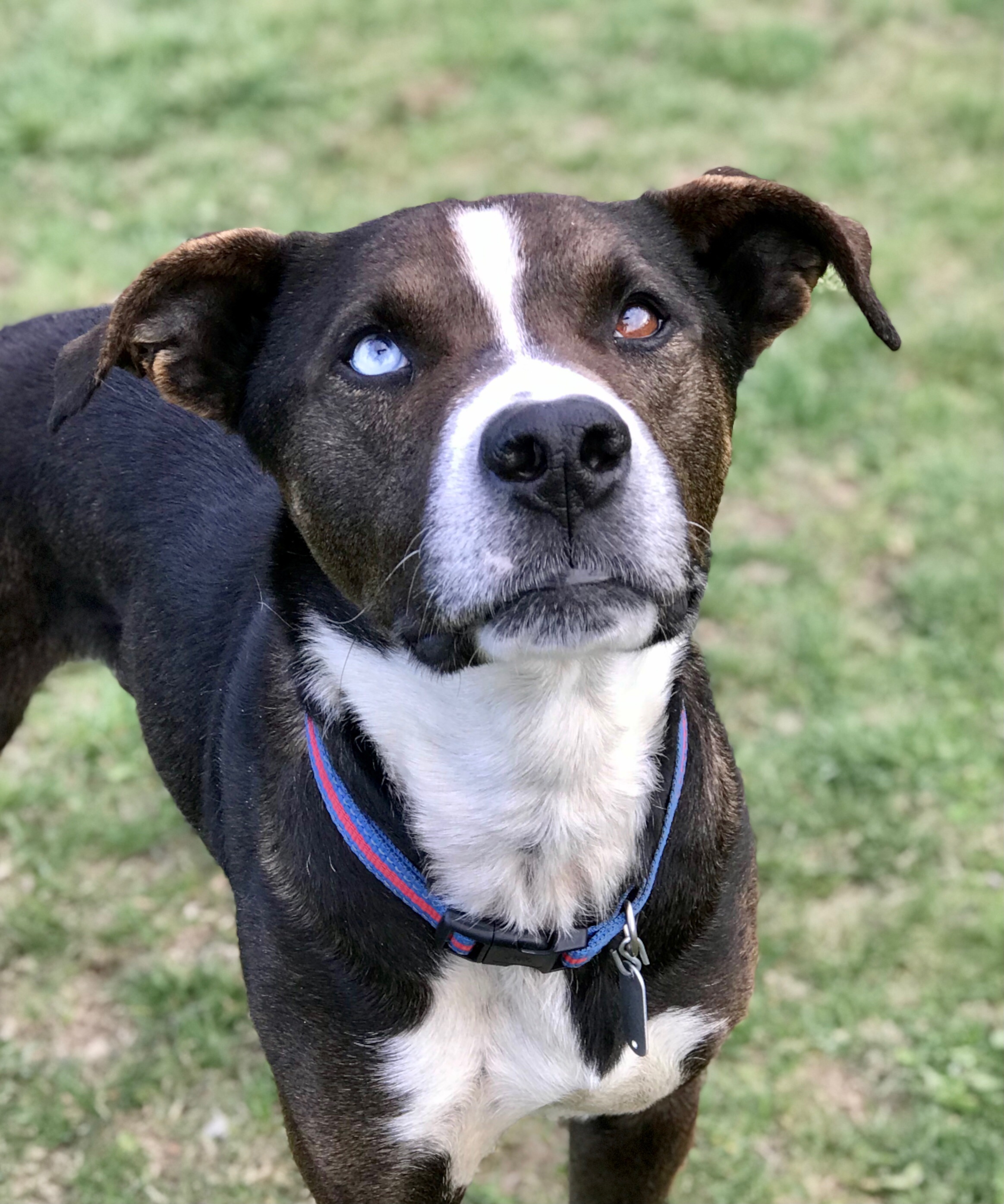 Hamilton, an adoptable Retriever in Belmont, NY, 14813 | Photo Image 3