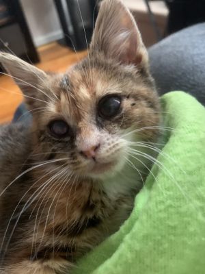 Tamoun NYC 1/2 Blind Baby Calico