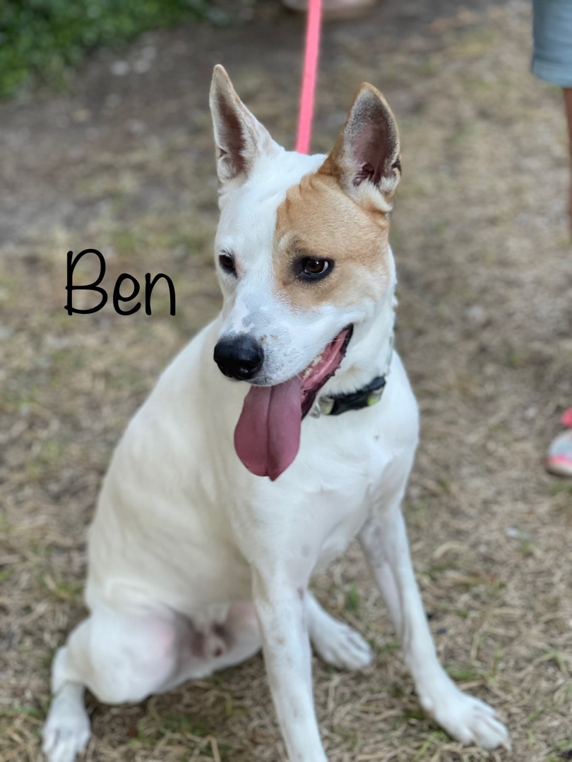 Dog for adoption - Ben, an Akita & Pit Bull Terrier Mix in Plano, TX