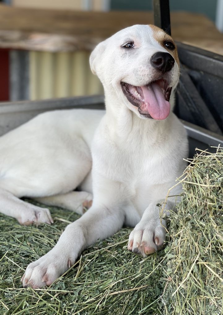 Ben, an adoptable Akita & Pit Bull Terrier Mix in Plano, TX_image-5