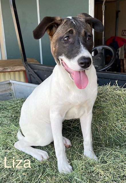 Akita pit best sale mix puppies