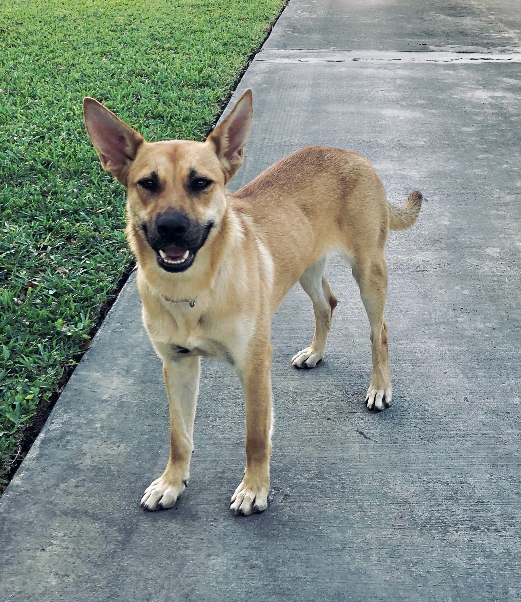 Dog for adoption - Foxy, a Shepherd & Spitz Mix in Homestead, FL ...