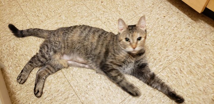 Cleo, an adoptable American Shorthair in Valley Stream, NY_image-1