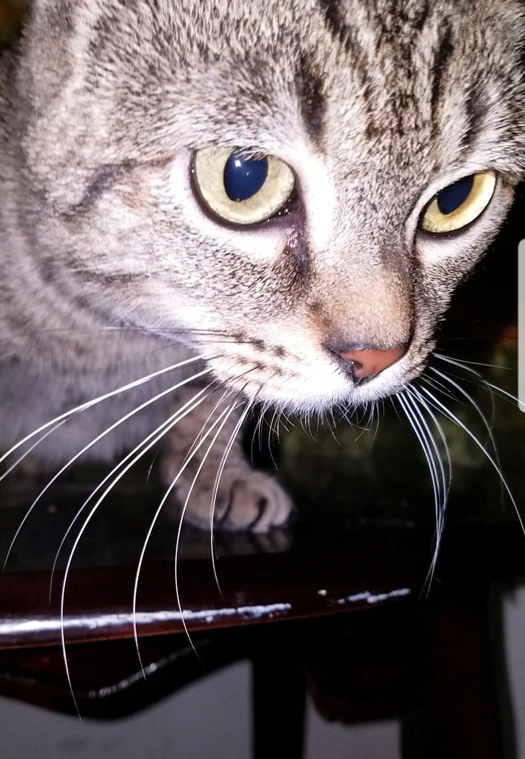 Evee, an adoptable Domestic Short Hair in Atwater, CA, 95301 | Photo Image 1