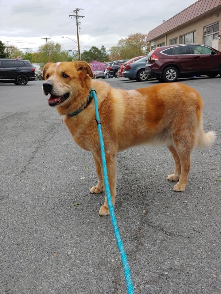 Dog For Adoption Goliath An Australian Cattle Dog Blue Heeler Golden Retriever Mix In Haymarket Va Petfinder