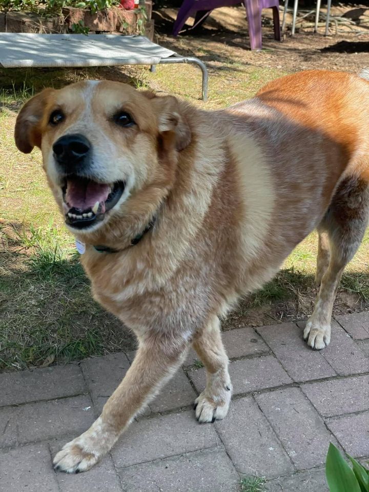 Dog For Adoption Goliath An Australian Cattle Dog Blue Heeler Golden Retriever Mix In Haymarket Va Petfinder