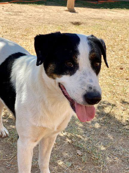 Steven, an adoptable Labrador Retriever & German Shepherd Dog Mix in Phoenix, AZ_image-4