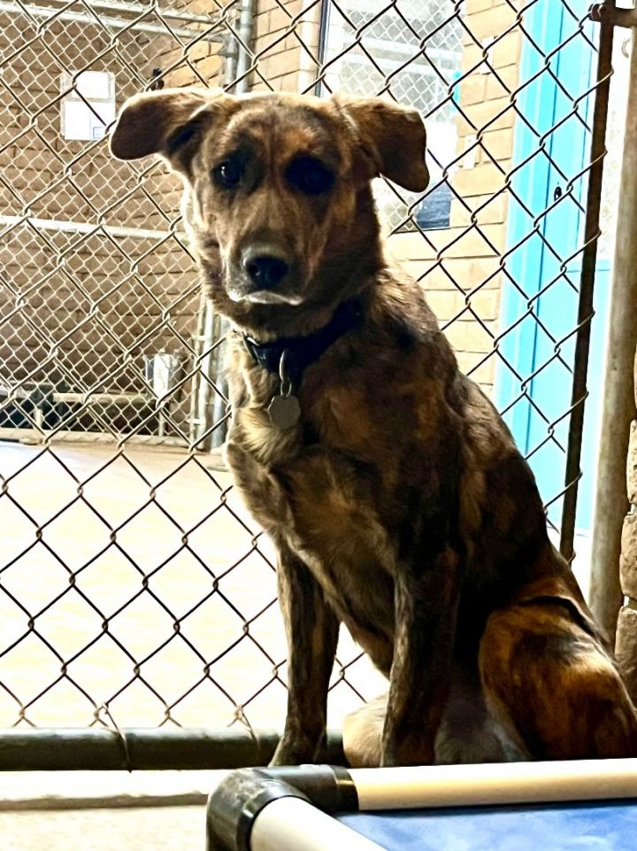 Brindle german best sale shepherd lab mix