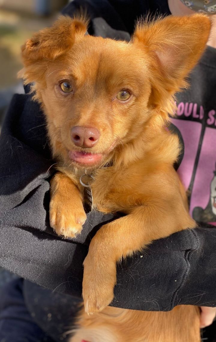 Dog For Adoption Henry A Papillon Dachshund Mix In Phoenix Az Petfinder