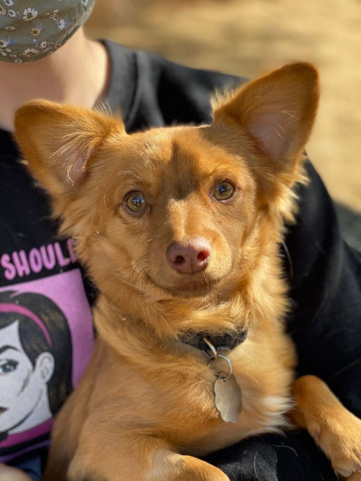 Henry  (Bonded with Annie), an adoptable Papillon & Dachshund Mix in Phoenix, AZ_image-5