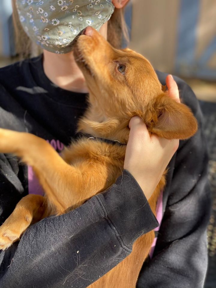 Papillon Puppies For Sale  Available in Phoenix & Tucson, AZ