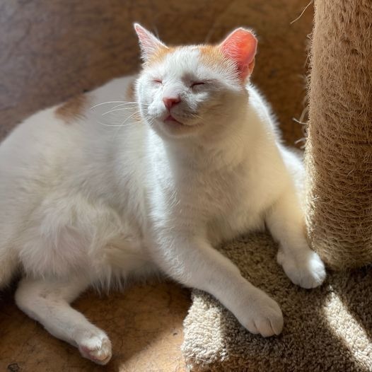 Maverick, an adoptable Domestic Short Hair in St. Louis, MO, 63119 | Photo Image 1