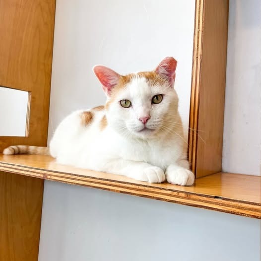 Maverick, an adoptable Domestic Short Hair in St. Louis, MO, 63119 | Photo Image 1