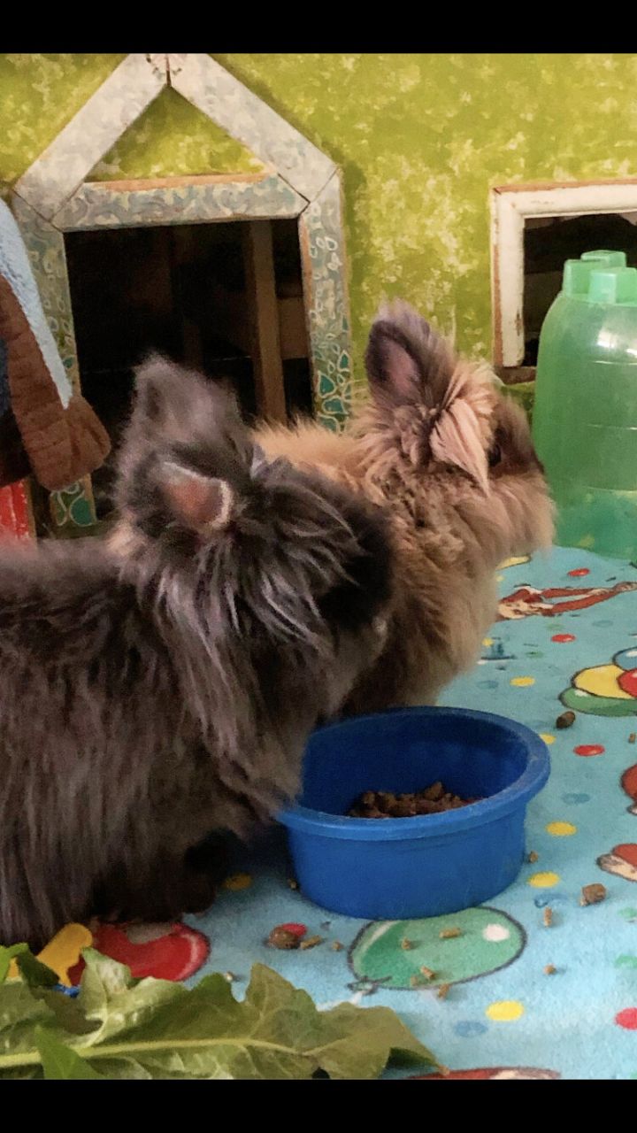 Fiona and Rudy, an adoptable Lionhead in Palatine, IL_image-2
