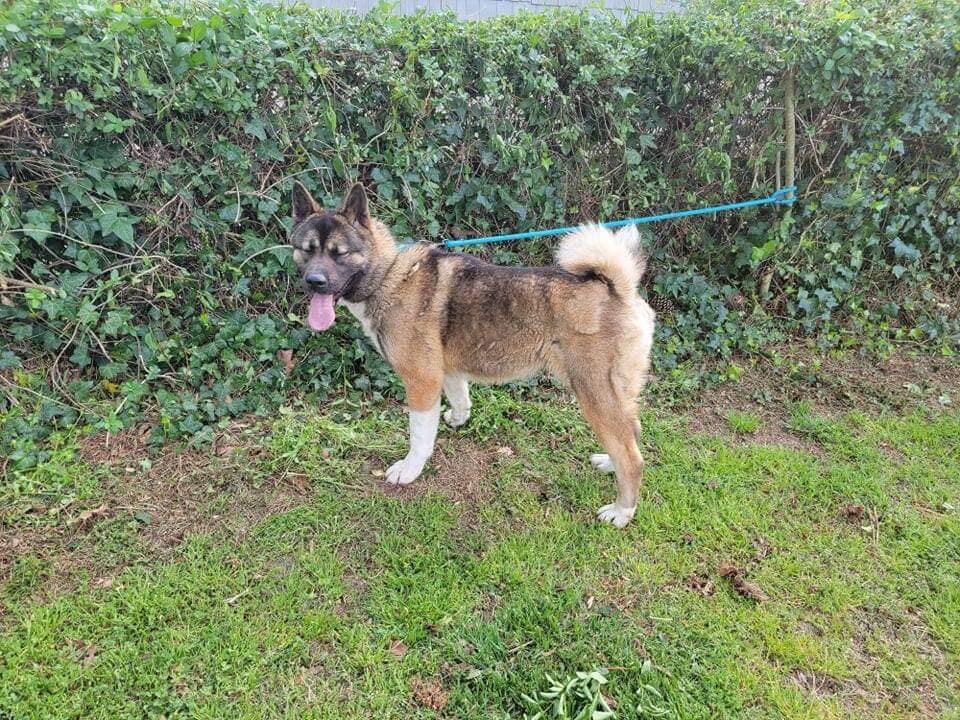 Xena