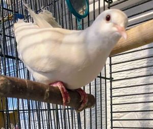 Birger **Local Midwest adoption only**