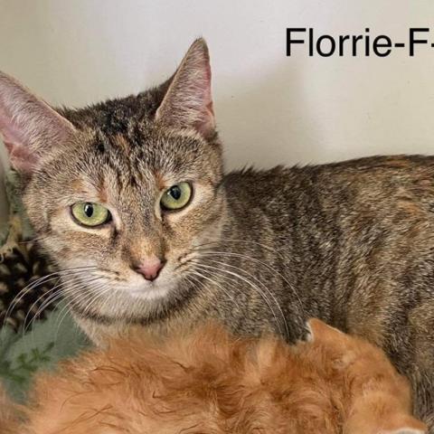 Florrie, an adoptable Domestic Short Hair in Winchester, VA, 22602 | Photo Image 1