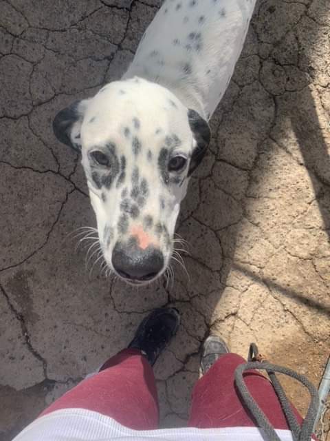 Koda, an adoptable Dalmatian in Albuquerque, NM, 87105 | Photo Image 2