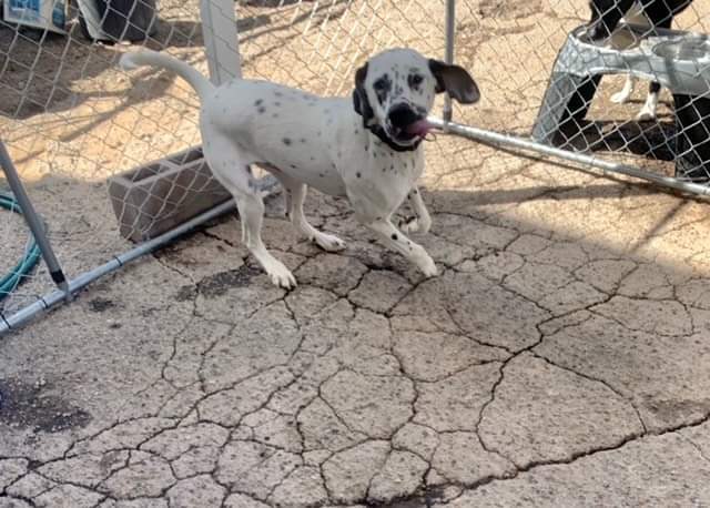 Koda, an adoptable Dalmatian in Albuquerque, NM, 87105 | Photo Image 3