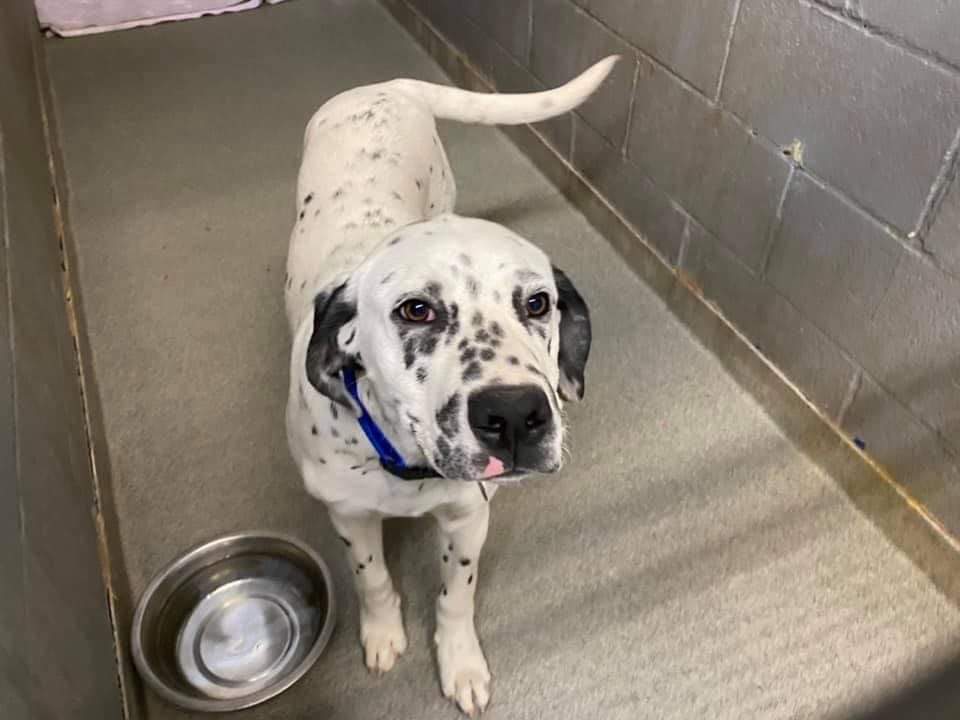 Koda, an adoptable Dalmatian in Albuquerque, NM, 87105 | Photo Image 4