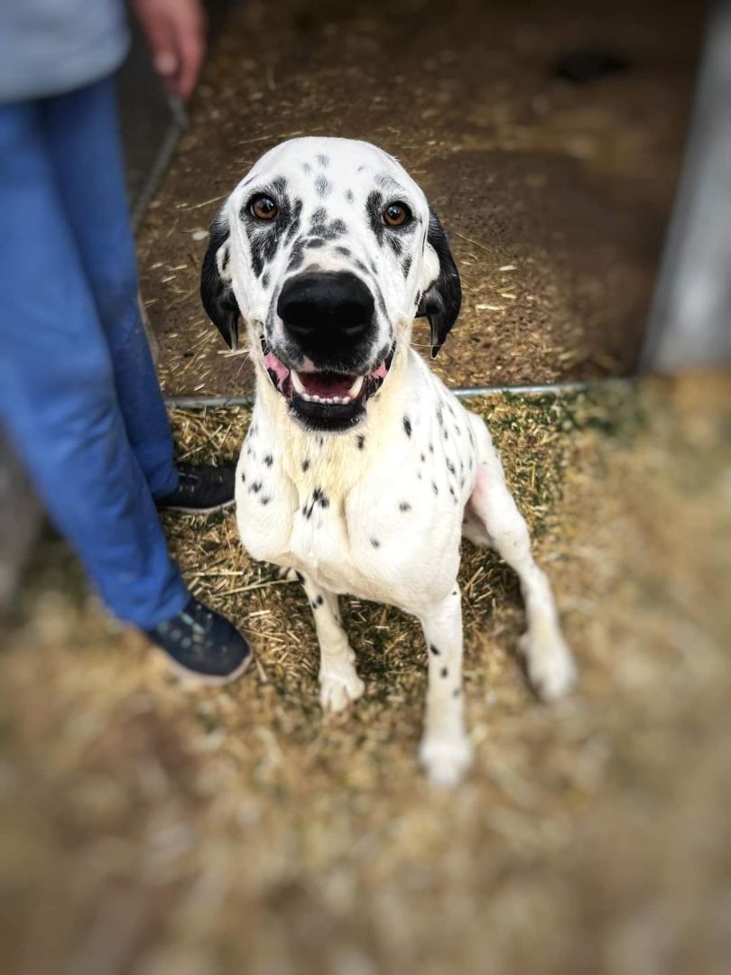 Koda, an adoptable Dalmatian in Albuquerque, NM, 87105 | Photo Image 1