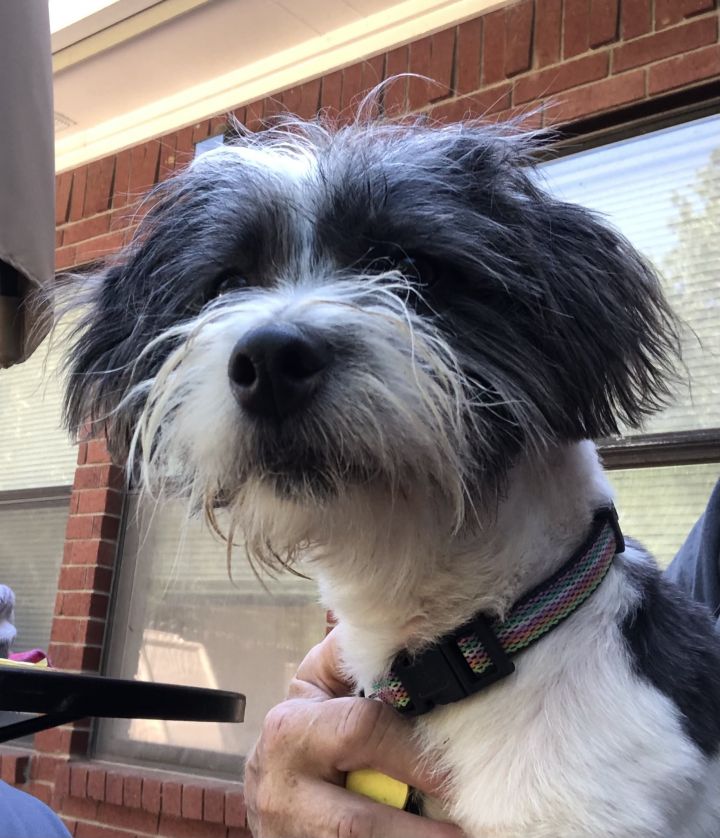 Dog For Adoption Nolan Turner A Havanese In Plano Tx Petfinder