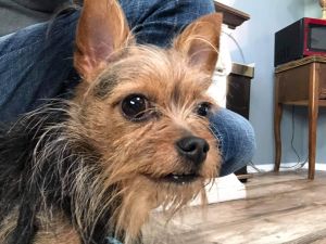 Dog For Adoption Zeke A Chihuahua Yorkshire Terrier Mix In Kokomo In Petfinder