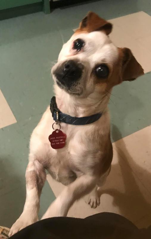 Dog For Adoption Jack Chi A Chiweenie Jack Russell Terrier Mix In Portland Or Petfinder