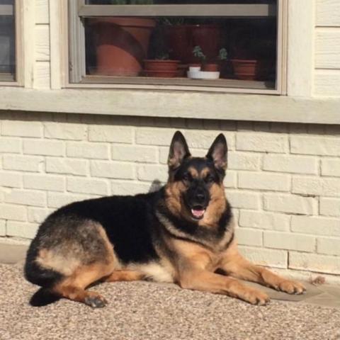 Darra, an adoptable German Shepherd Dog in Chicago, IL, 60639 | Photo Image 1