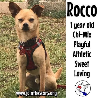 Rocco 2