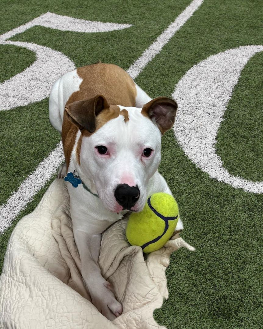 RC, an adoptable Terrier in Arlington Heights, IL, 60006 | Photo Image 5